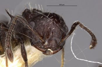 Media type: image;   Entomology 20812 Aspect: head frontal view